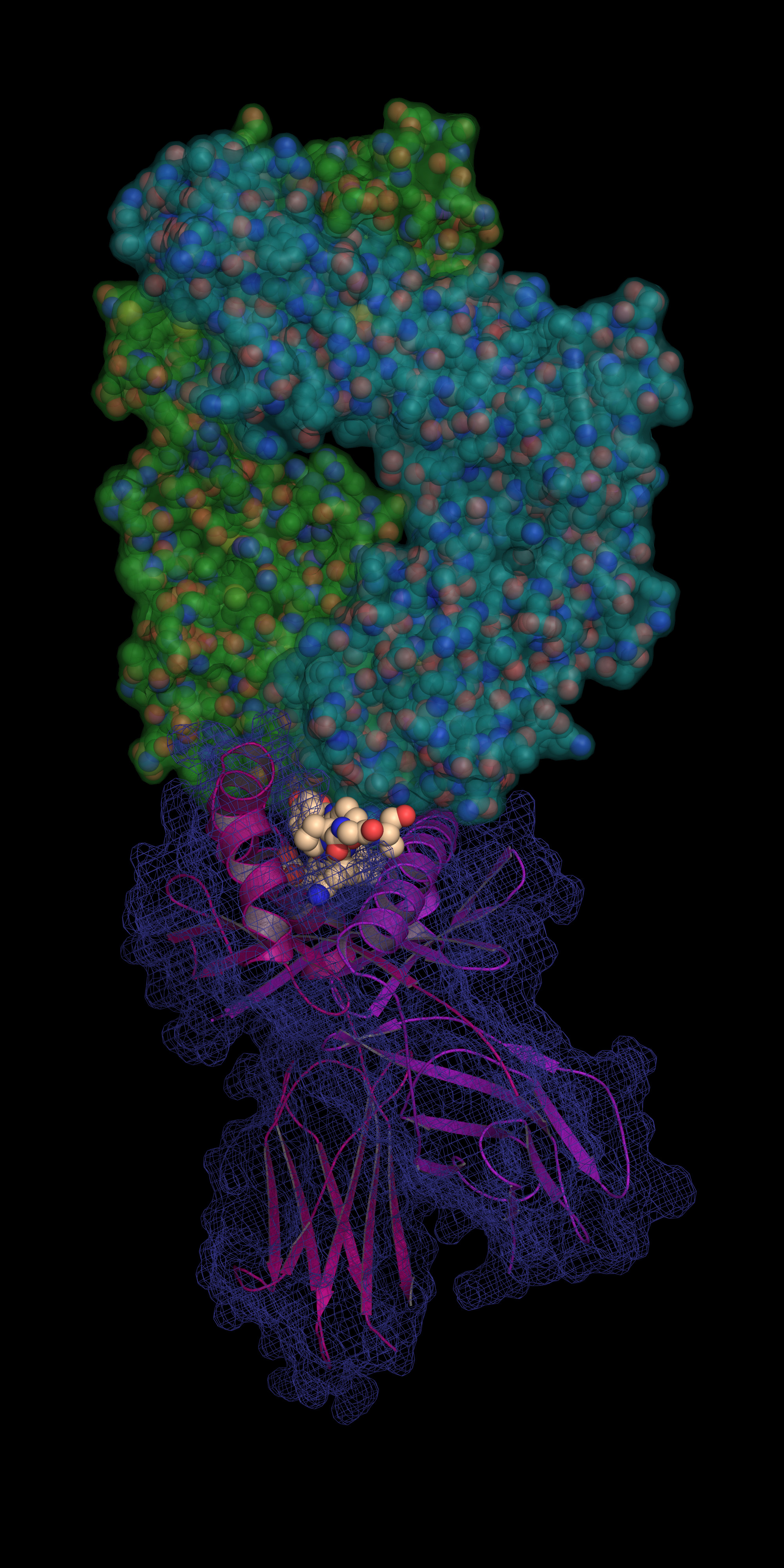 coeliac australian synchrotron