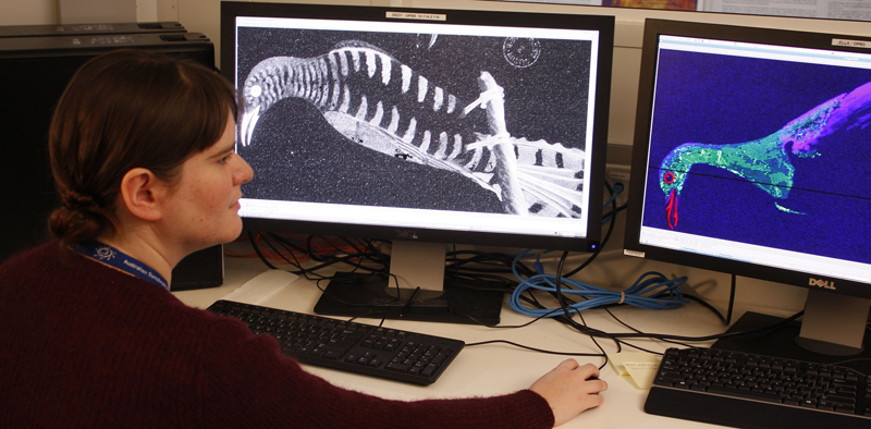 Kate Hughes (SLNSW) examines the results of her x-ray examination of the bird drawings